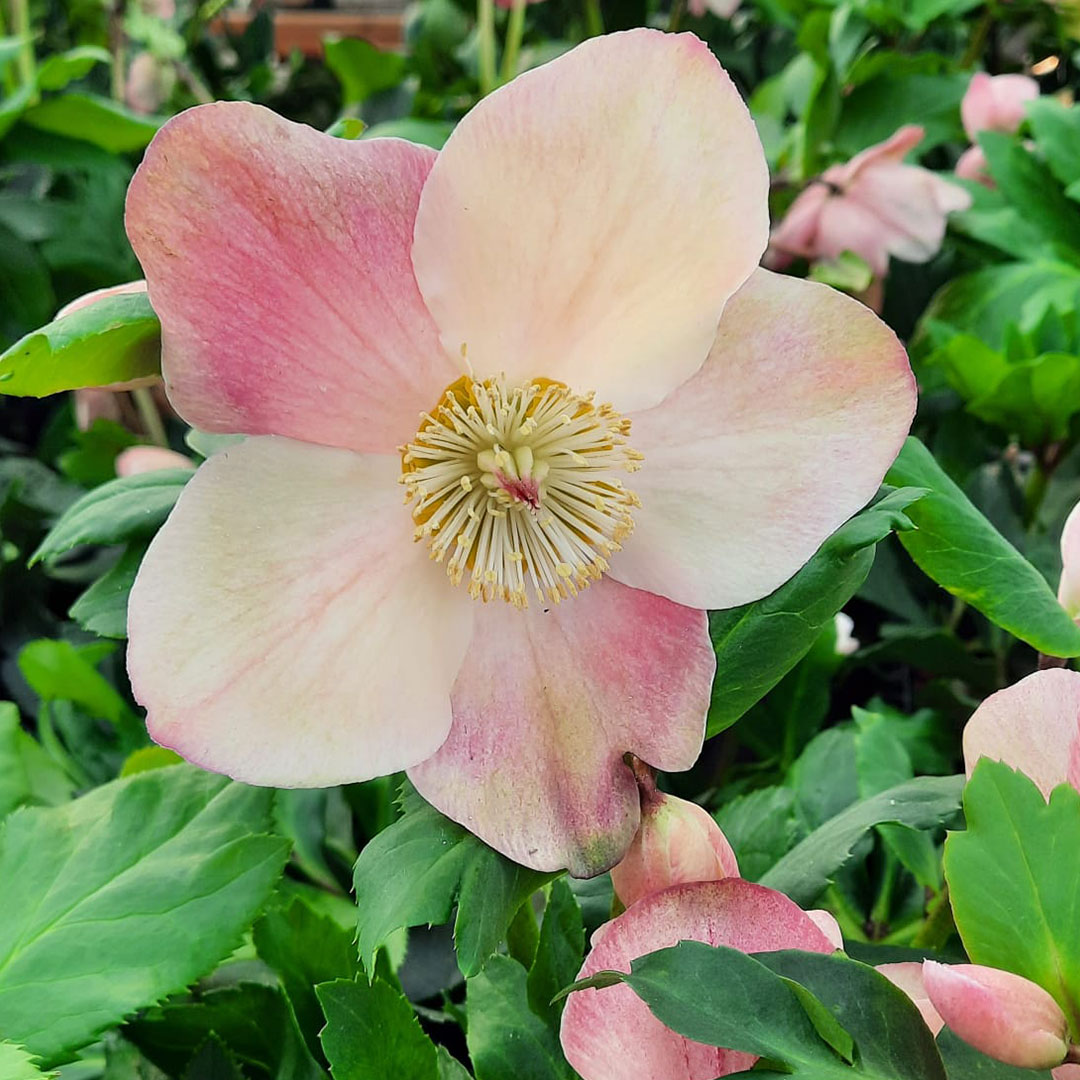 Fiore helleborus rosa